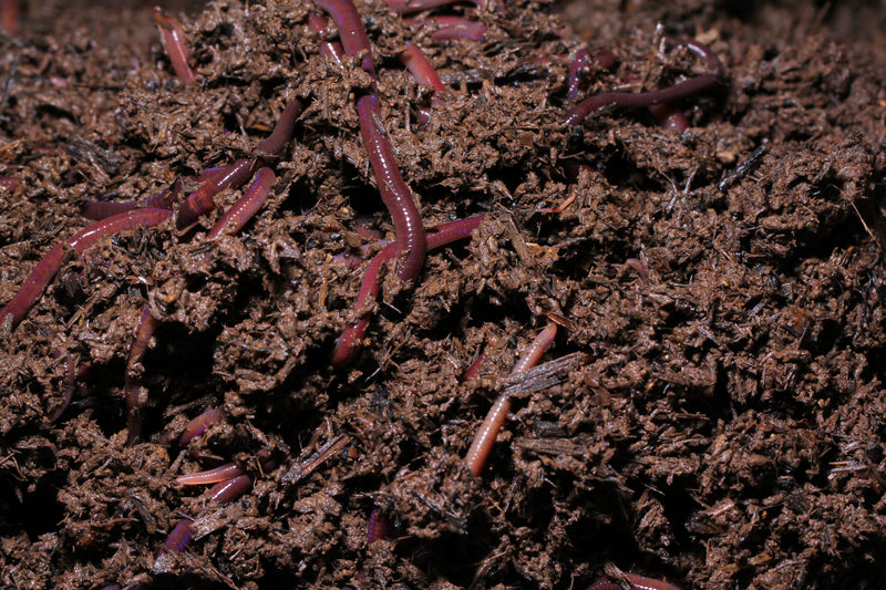 From Worms to Rich Soil: The Journey of Earthly Matters' Worm Castings