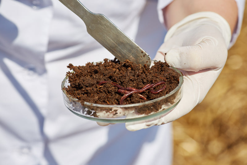 The Science Behind Vermiculture: Understanding the Basics
