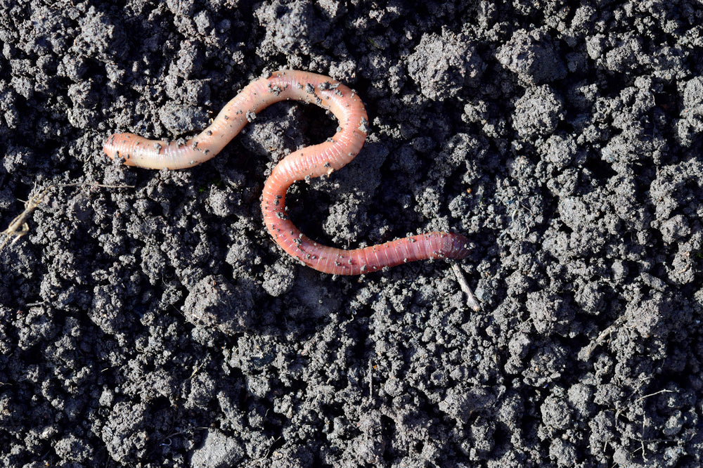How to use Earthworm Castings